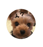 犬＆娘の家族（個別スタンプ：5）