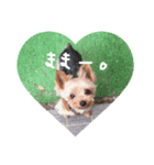 犬＆娘の家族（個別スタンプ：6）