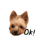 犬＆娘の家族（個別スタンプ：7）