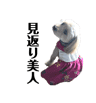 ポメプー みゅうシリーズ（個別スタンプ：1）