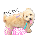 ポメプー みゅうシリーズ（個別スタンプ：6）