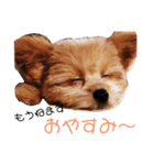 ポメプー みゅうシリーズ（個別スタンプ：8）