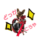 ちょこちゃんのスタンプ♡時々まろん♡（個別スタンプ：15）