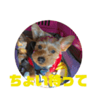ちょこちゃんのスタンプ♡時々まろん♡（個別スタンプ：24）