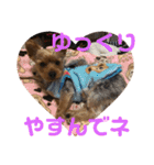 ちょこちゃんのスタンプ♡時々まろん♡（個別スタンプ：26）