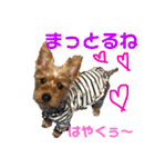 ちょこちゃんのスタンプ♡時々まろん♡（個別スタンプ：27）