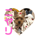 ちょこちゃんのスタンプ♡時々まろん♡（個別スタンプ：31）