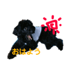 トイくん ヒマちゃん（個別スタンプ：8）
