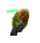 うさぎとコザクラインコ（個別スタンプ：1）