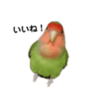 うさぎとコザクラインコ（個別スタンプ：2）