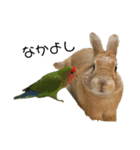 うさぎとコザクラインコ（個別スタンプ：6）