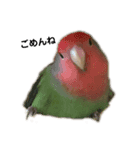 うさぎとコザクラインコ（個別スタンプ：8）