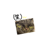 猫さんのスタンプ日常（個別スタンプ：1）