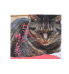 猫さんのスタンプ日常（個別スタンプ：2）