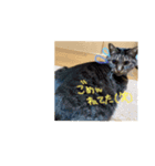 猫さんのスタンプ日常（個別スタンプ：3）