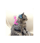 猫さんのスタンプ日常（個別スタンプ：6）