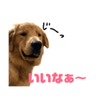 ゴールデンレトリーバーのノアくん（個別スタンプ：4）