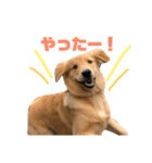 ゴールデンレトリーバーのノアくん（個別スタンプ：5）