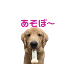 ゴールデンレトリーバーのノアくん（個別スタンプ：8）