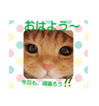にゃんこ、あいさつ3（個別スタンプ：1）