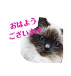 にゃんこ、あいさつ3（個別スタンプ：2）
