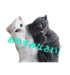 にゃんこ、あいさつ3（個別スタンプ：4）