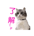 にゃんこ、あいさつ3（個別スタンプ：5）