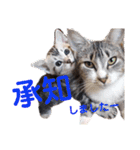 にゃんこ、あいさつ3（個別スタンプ：6）