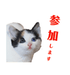 にゃんこ、あいさつ3（個別スタンプ：7）