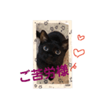 にゃんこ、あいさつ3（個別スタンプ：11）