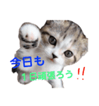 にゃんこ、あいさつ3（個別スタンプ：12）