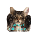 にゃんこ、あいさつ3（個別スタンプ：13）