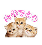 にゃんこ、あいさつ3（個別スタンプ：15）