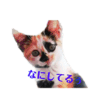 にゃんこ、あいさつ3（個別スタンプ：16）