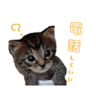 にゃんこ、あいさつ3（個別スタンプ：17）