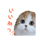 にゃんこ、あいさつ3（個別スタンプ：19）