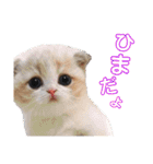 にゃんこ、あいさつ3（個別スタンプ：20）