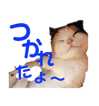 にゃんこ、あいさつ3（個別スタンプ：21）