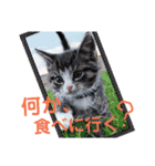 にゃんこ、あいさつ3（個別スタンプ：22）