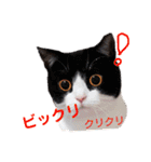 にゃんこ、あいさつ3（個別スタンプ：23）