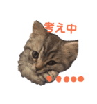 にゃんこ、あいさつ3（個別スタンプ：24）