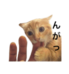 使い勝手のいいマンチカン -しょらた-（個別スタンプ：13）
