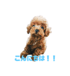 動物色々（個別スタンプ：1）