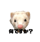 動物色々（個別スタンプ：5）