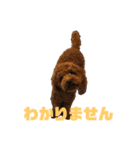 動物色々（個別スタンプ：12）