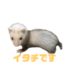 動物色々（個別スタンプ：15）