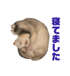 動物色々（個別スタンプ：18）