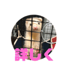 動物色々（個別スタンプ：21）