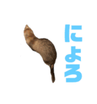 動物色々（個別スタンプ：23）