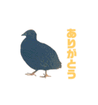 動物色々（個別スタンプ：33）